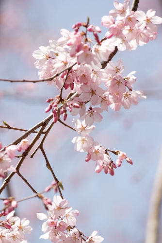 1793-12.4.2京都府庁中庭祇園枝垂れ桜　枝垂れる枝の桜アップ.jpg